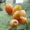 Kaktusfeigen - Opuntia Ficus Indica